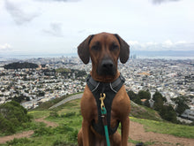10% Off 40 Minute 1on1 Dog Walking